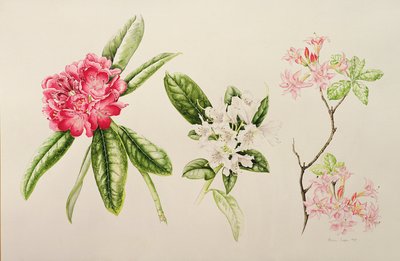 Rhododendron by Alison Cooper